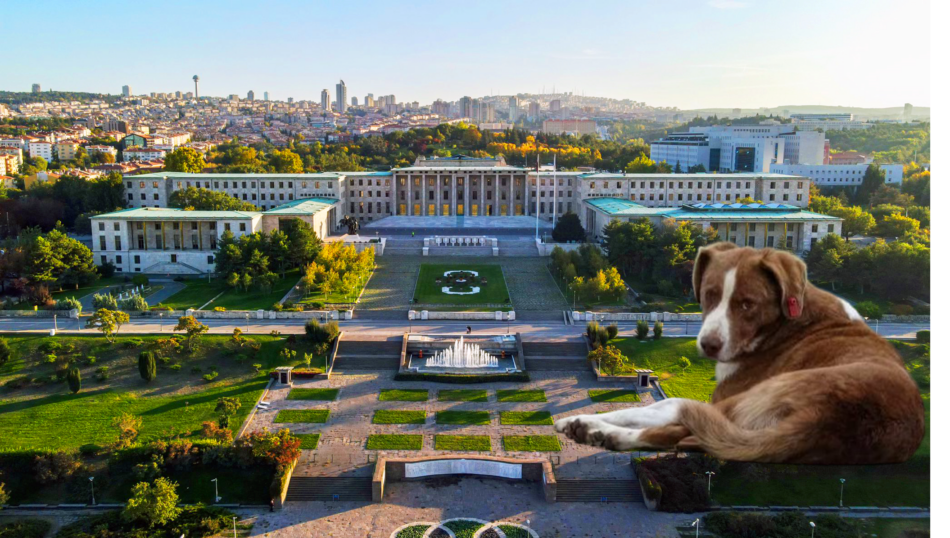 Adalet Bakanı Tunç, Sokak Hayvanlarıyla İlgili Taslağın Meclis’e Ulaştığını Açıkladı