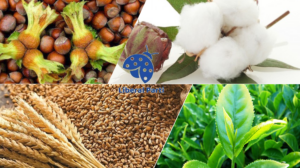 Liberaller Öneriyor: Tohumda Dışa Bağımlılık Kabul Edilemez