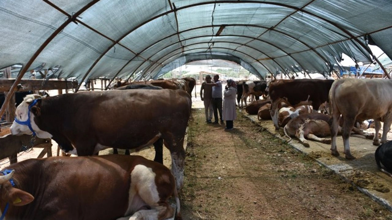 Kurban Pazarları Boş Kaldı: Ekonomik Zorluklar Etkili Oldu