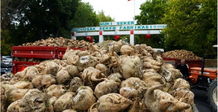 Türkiye’nin Şeker Endüstrisi: Tarihi Gelişim ve Özelleştirme Sonrası İthalata Yöneliş
