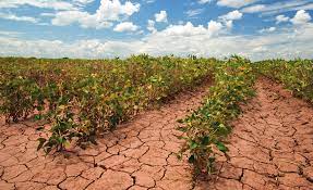 Türkiye Tarım Sektöründe Kriz: Çiftçiler Zor Durumda