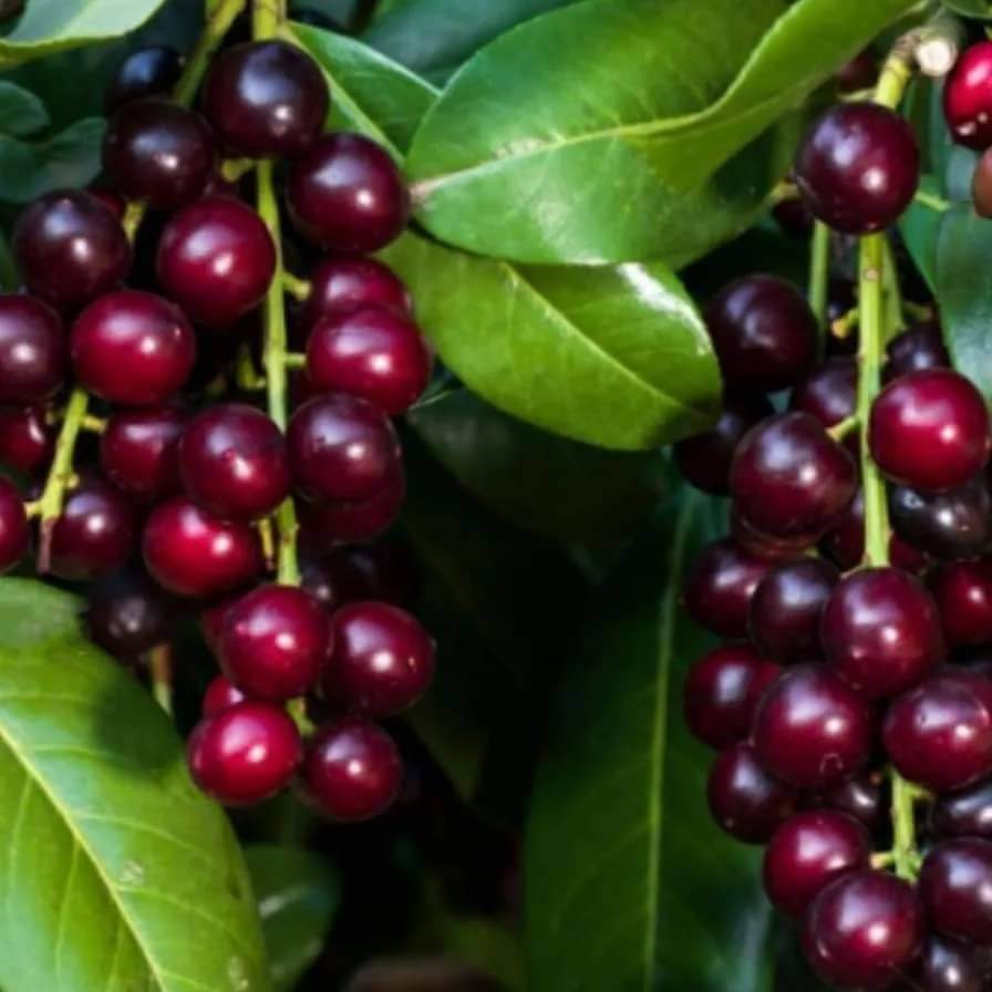 Karayemiş: Karadeniz’in İncisi ve Doğanın Mucizesi