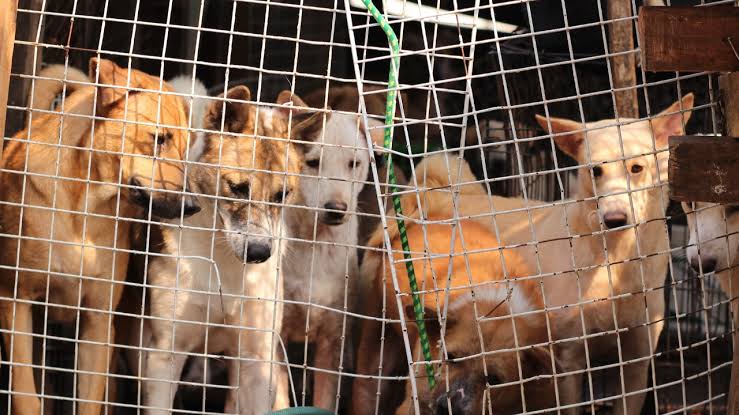 Güney Kore’de Köpek Eti Ticareti ve Tüketimi Yasaklandı