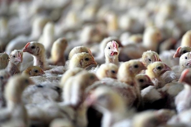 Eskişehir’in Sivrihisar İlçesinde Kuş Gribi Alarmı: 5 Mahalle Karantinada