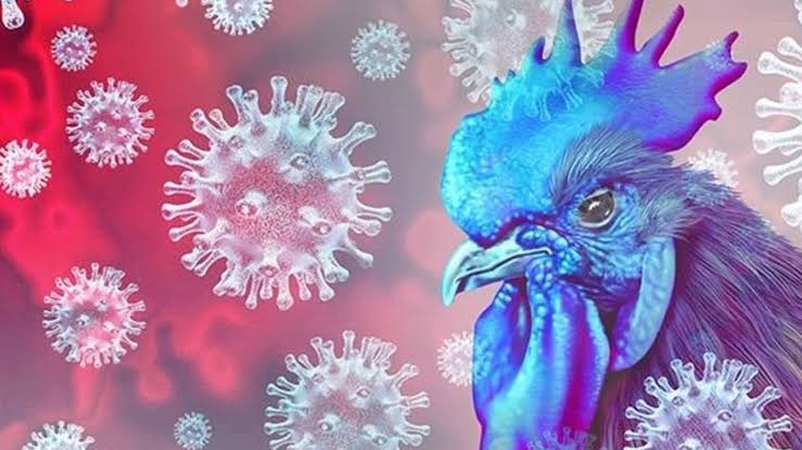 ABD’de Kuş Gribinden İlk Şiddetli İnsan Vakası Görüldü