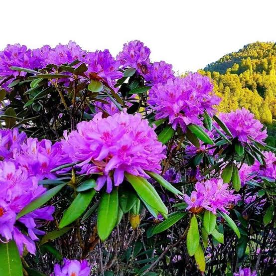 Türkiye’nin ‘Deli Balı’: Binlerce Yıllık Şifa Kaynağının Gizli Tehlikesi