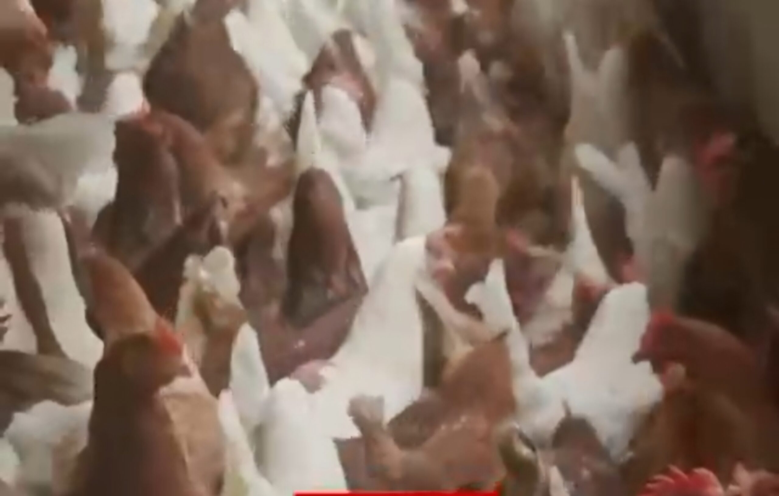 Kuş Gribi Vakaları Artışta: Süt ve Yumurta Tüketimi Güvenli mi?