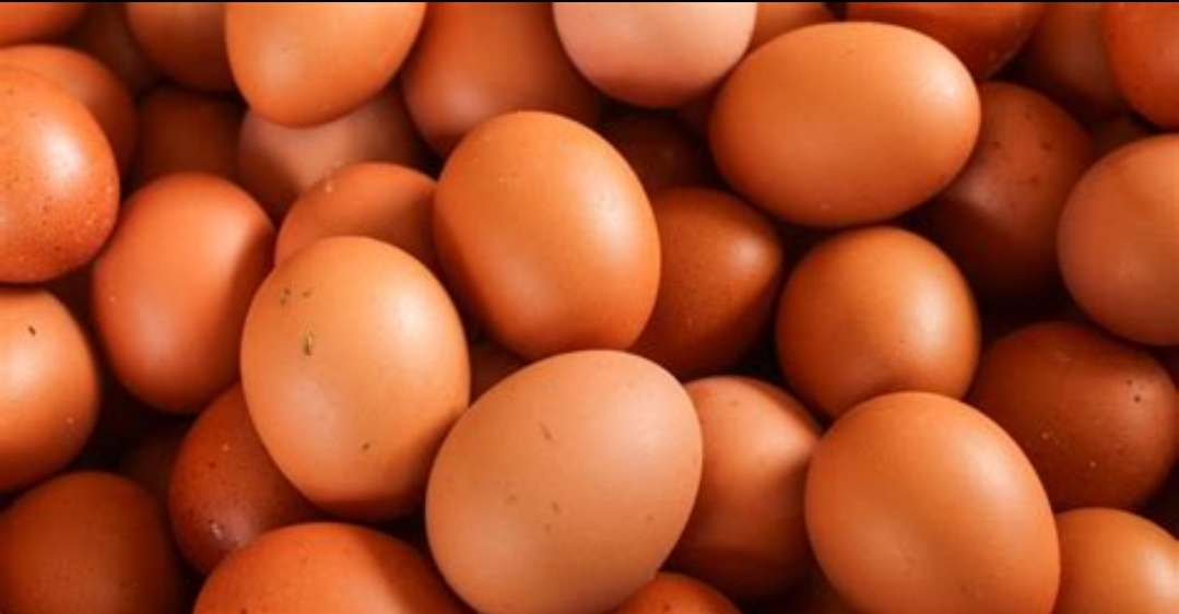 Türkiye’den ABD’ye 22 Bin Ton Yumurta İhracatı!