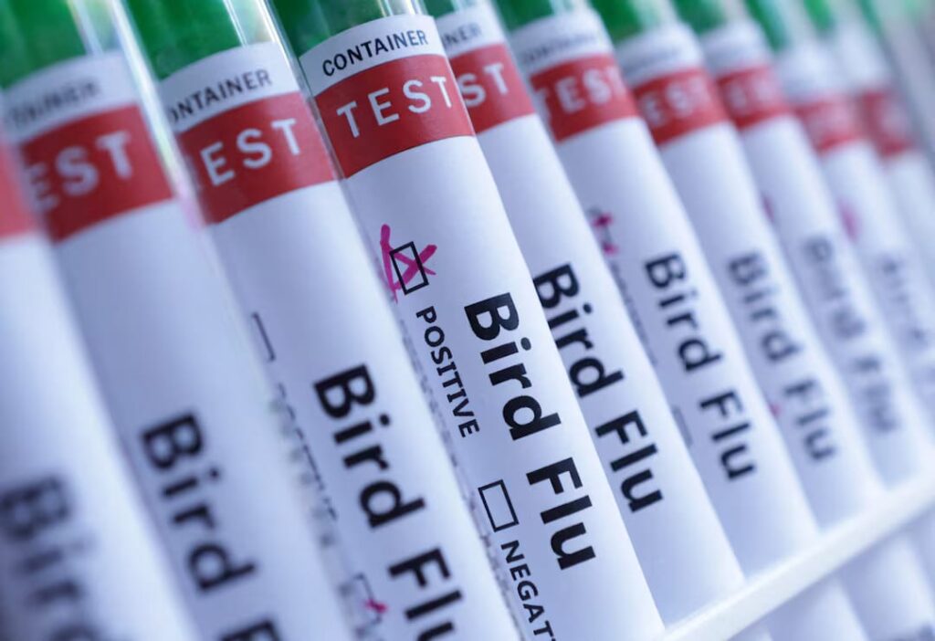 Kuş Gribi Tehlikesi Büyüyor: H5N1 Virüsü İnsanlar İçin Pandemi Riski Mi Taşıyor?