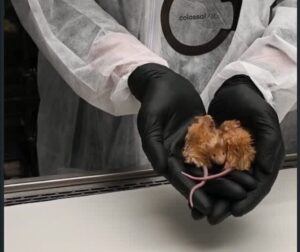 Teksaslı Şirket, Yünlü Farelerle Mamutları Geri Getiriyor