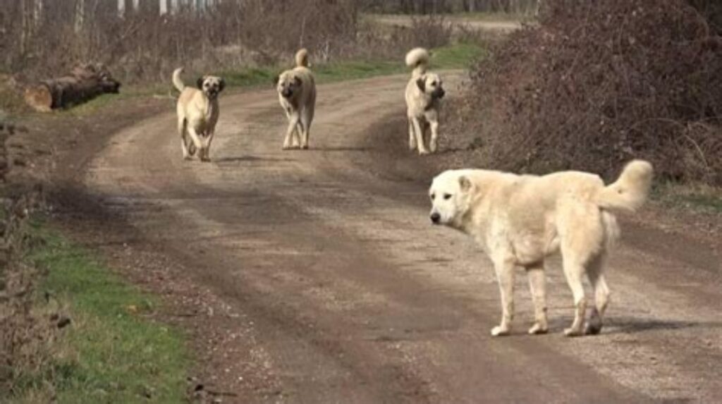 Konya’da Başıboş Köpek Dehşeti: 2 Yaşındaki Bebek Hayatını Kaybetti