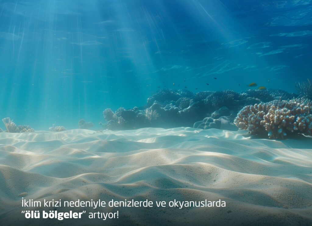 Artan Sıcaklıklar Denizlerde “Ölü Bölgeler” Oluşturuyor: Oksijen Azalması Su Altı Yaşamını Tehdit Ediyor