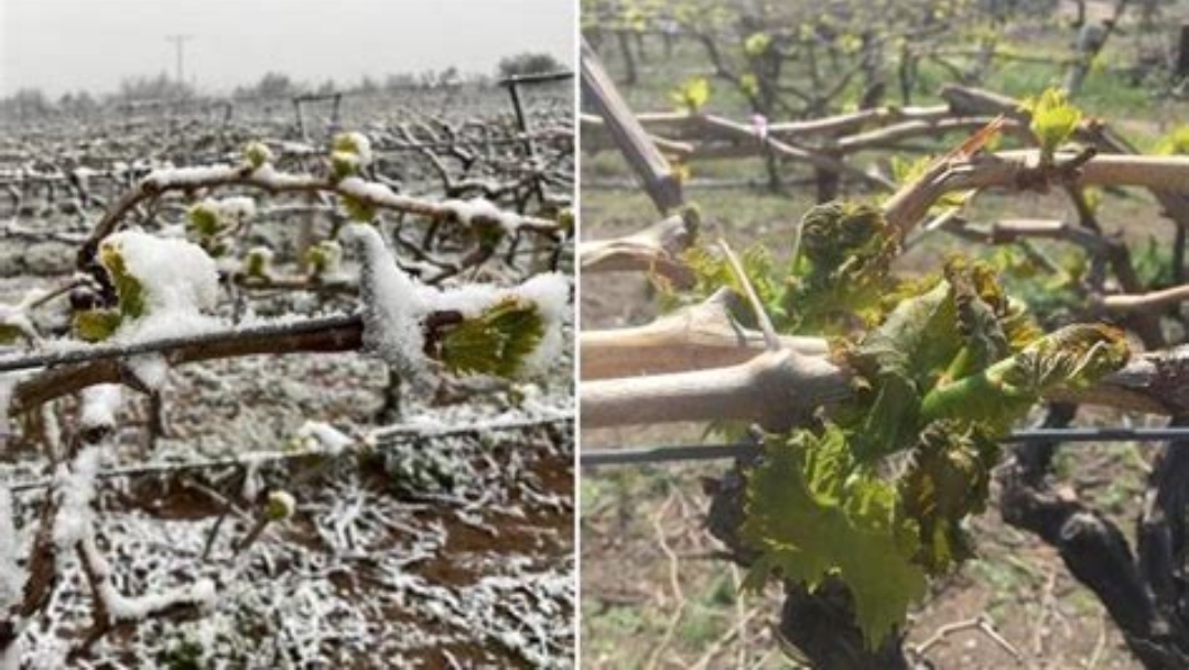 36 İlde Zirai Don Felaketi: Tarım Ürünleri Büyük Zarar Gördü