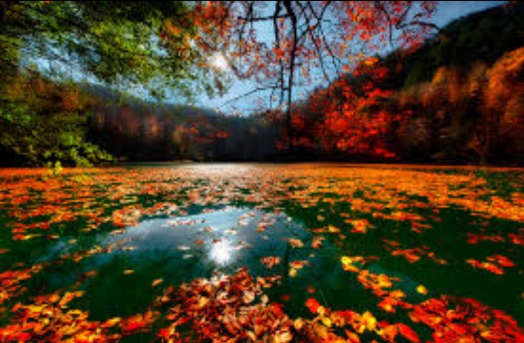 Yedigöller Milli Parkı Yakınında Altın Madeni Alarmı! 880 Hektarlık Alanda Ruhsat Başvurusu Yapıldı