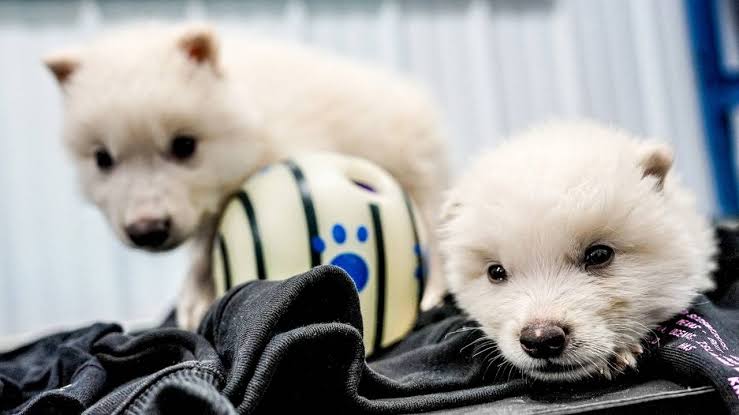 Bilim İnsanları, 12.500 Yıl Önce Nesli Tükenen “Ulukurt” Türünü Hayata Döndürdü!
