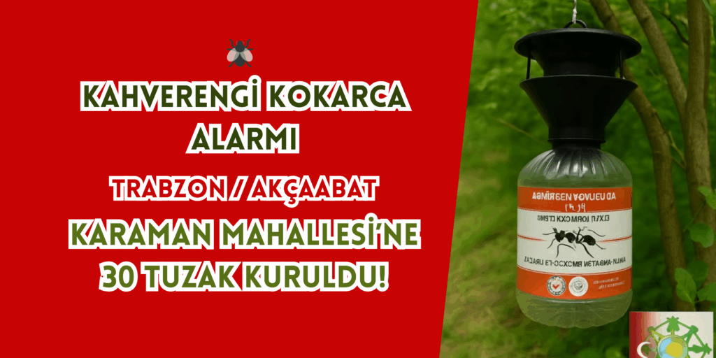 🪰 KAHVERENGİ KOKARCA ALARMI: KARAMAN MAHALLESİ’NE 30 TUZAK KURULDU!
