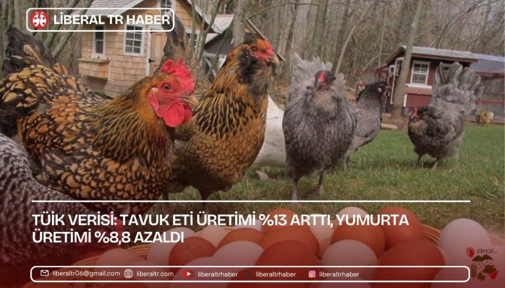 TÜİK: Tavuk Eti Üretimi Yüzde 13 Arttı, Yumurta Üretimi Yüzde 8,8 Azaldı