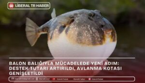 Balon Balığıyla Mücadelede Yeni Adım: Destek Tutarı Artırıldı, Avlanma Kotası Genişletildi