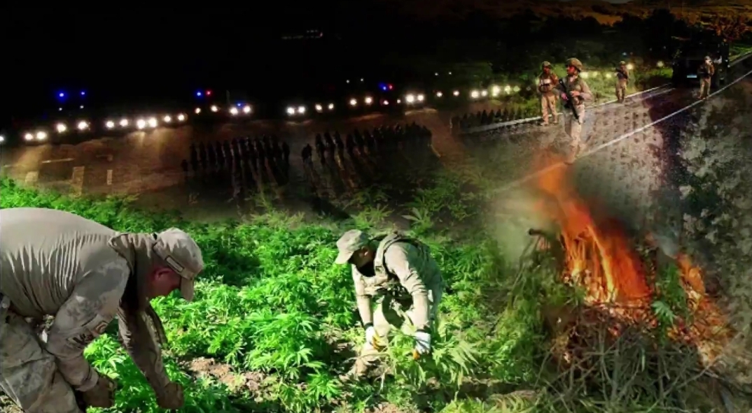 Diyarbakır’da Jandarmadan Zehir Tacirlerine Darbe: 12 Milyon 389 Bin Kök Kenevir ve 127 Kilo Esrar Ele Geçirildi!