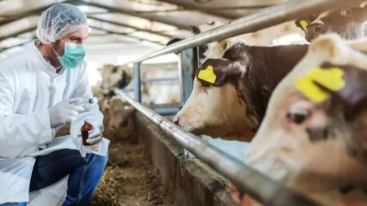 Tarım ve Orman Bakanlığı’ndan Şap Hastalığı Açıklaması: Aşı ve Mücadelede Güçlü Altyapı, Panik Yaratan Bilgilere İtibar Etmeyin!