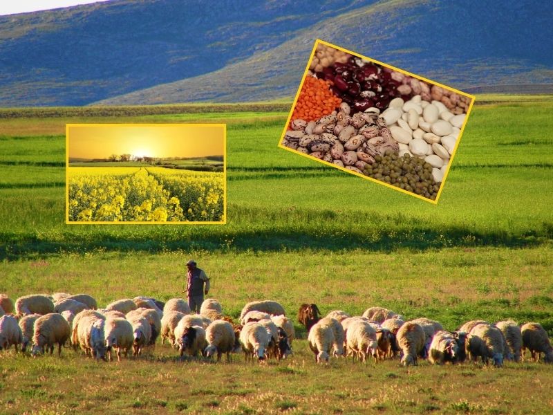 Tarım-ÜFE Eylül 2025’te Yıllık Yüzde 46,83 Arttı: Meyve Fiyatlarında Rekor Yükseliş