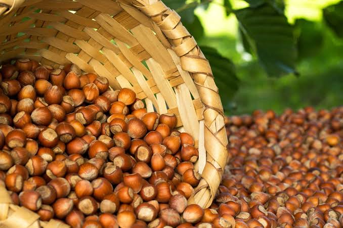 TMO, 2025 Fındık Alım Fiyatlarını Açıkladı: Giresun Kalite 200 TL!