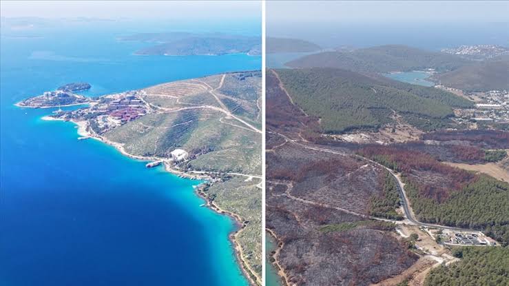 Yanan Ormanlar Bilim ve Deneyimle Yeniden Hayat Buluyor 🌳