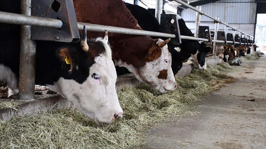 Türkiye’de 2025 Haziran’da 17,1 Milyon Büyükbaş ve 58,2 Milyon Küçükbaş Hayvan Kayda Geçti