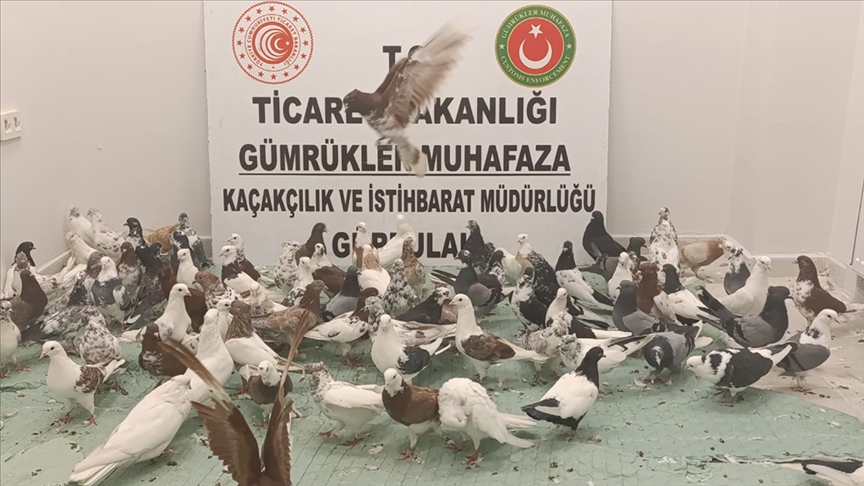 Ticaret Bakanlığı’ndan “Kanatlı Operasyon”: 85 Adet Cancan Cinsi Güvercin Ele Geçirildi