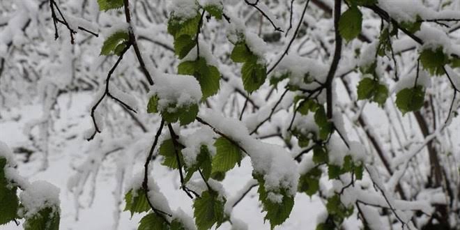 12-13 Ekim 2025 Sivas, Yozgat, Kayseri, Niğde ve Kırşehir’de Hafif Zirai Don Uyarısı