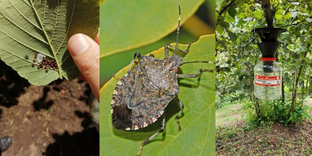 Kahverengi Kokarca ile Mücadele Hız Kazandı: Tarım Alanlarında Biyolojik ve Kimyasal Seferberlik Başladı