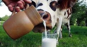 Ekim 2025’te 895 Bin Ton İnek Sütü Toplandı: Süt Toplama Yüzde 3,2 Azaldı