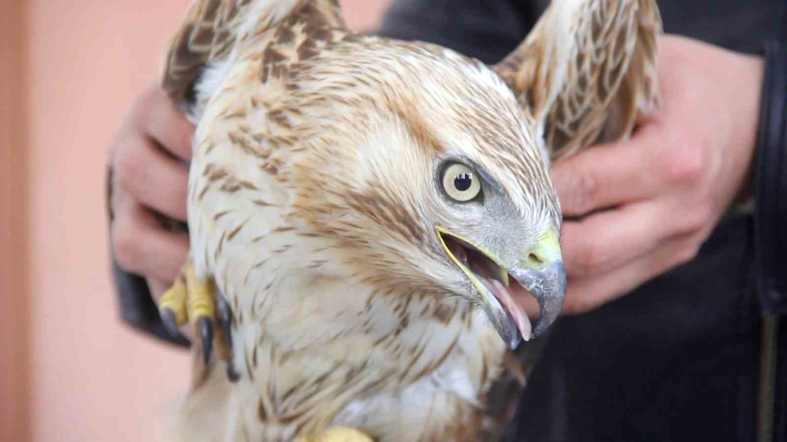 Bitkin Haldeki Kızıl Şahini Dkmp Ekiplerine Teslim Ettiler