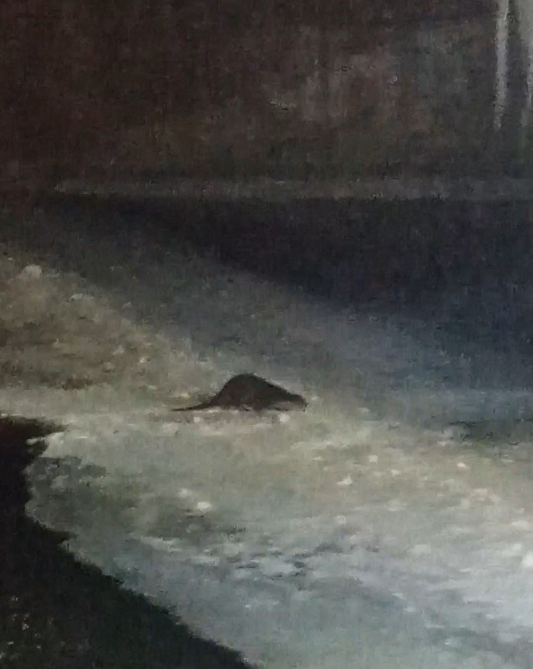 Buz Tutan Çoruh’ta Su Samuru Heyecanı: Vatandaşlar “Gel Gel” Diye Seslendi