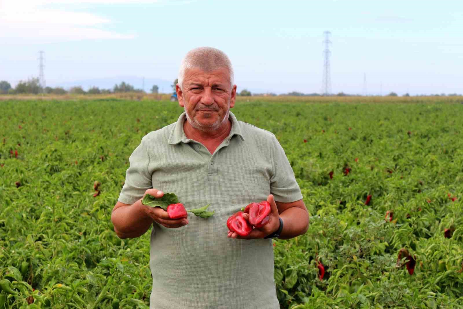 Çiftçilerden Çağrı: “Üretim Maliyetleri Baskılanamaz Hale Geldi”