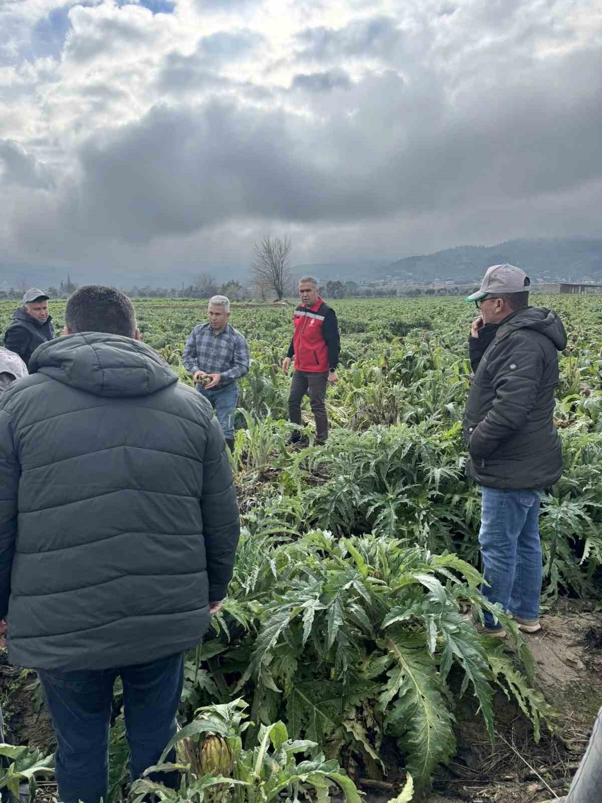 Aydın’ın Efeler İlçesinde Enginar Tarlaları İncelendi, Üreticiler, Tarsim Hakkında Bilgilendirildi