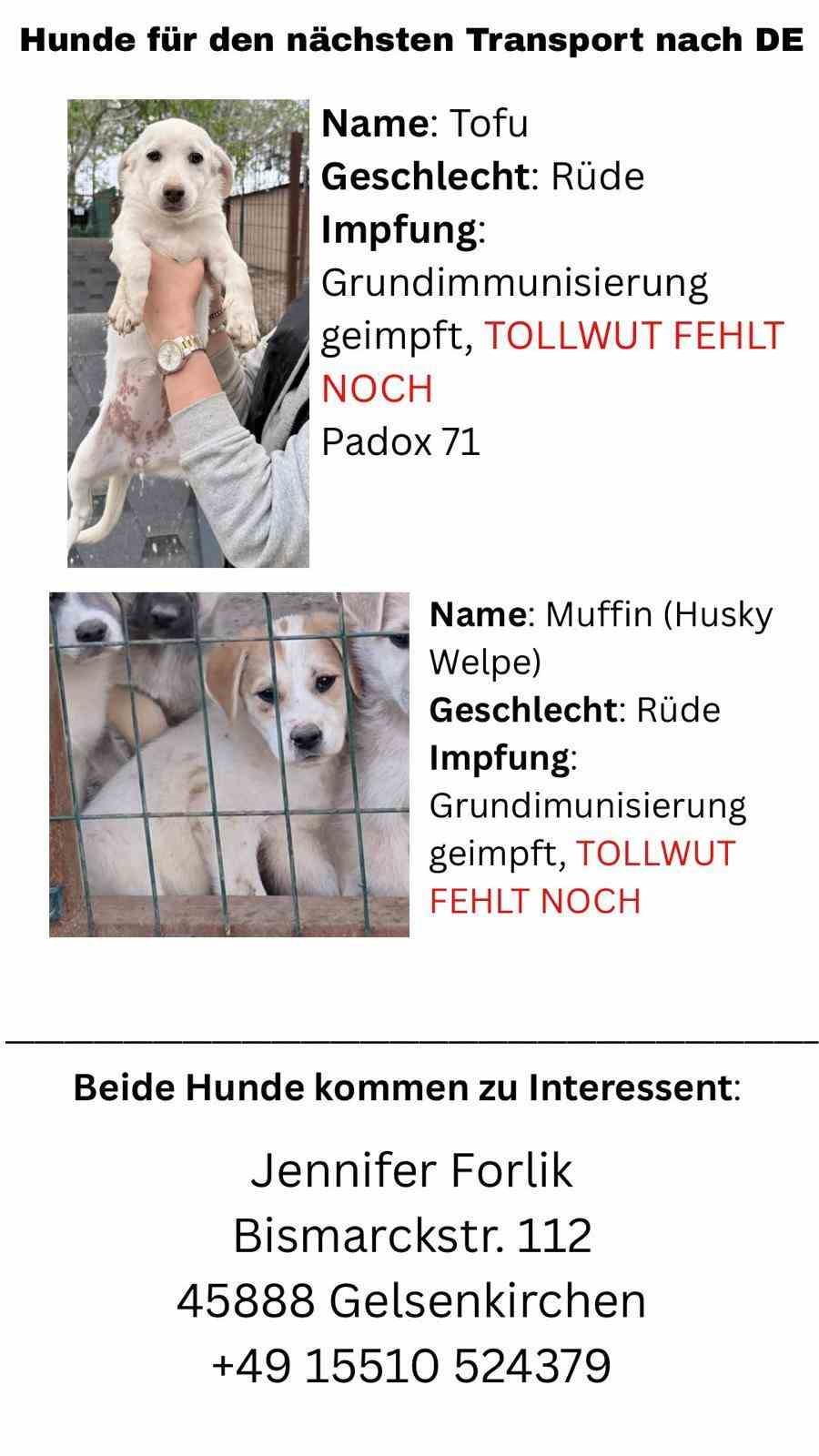 Hayvan Severlerden, Hayvan Kaçakçılığı İddiası