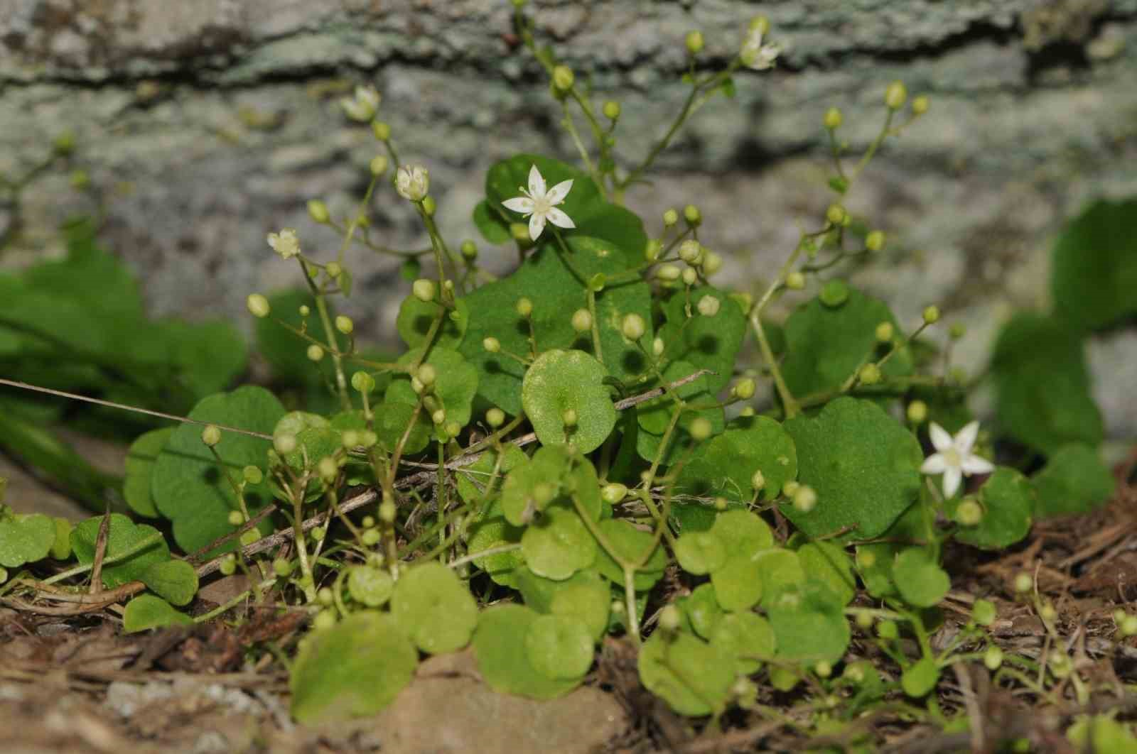 İzmir’de Yeni Bitki Türü Keşfedildi