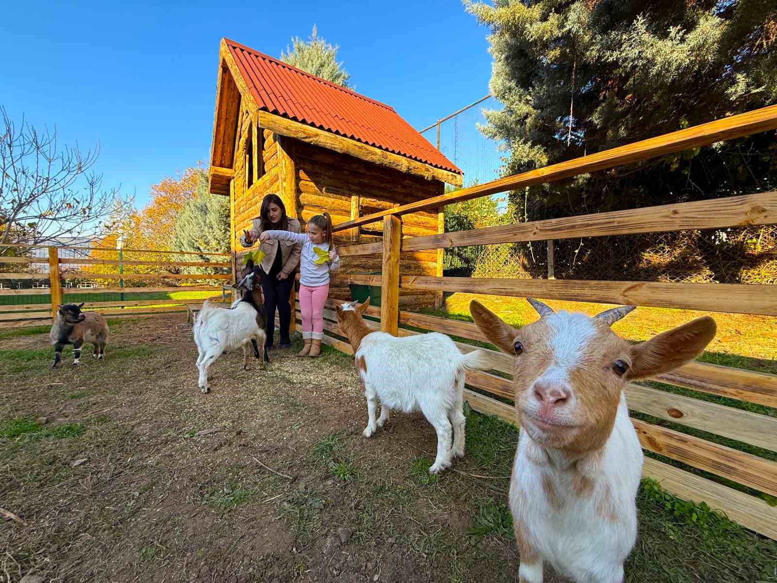 Keçi, Ördek, Tavuk, Tavşan: Hepsinin Görevi “Çok Özel”