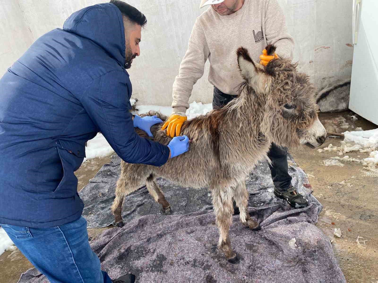 Mazıdağı Belediyesinin “Sahip Çıkıldı” Dediği Sıpa Sokağa Terk Edildi