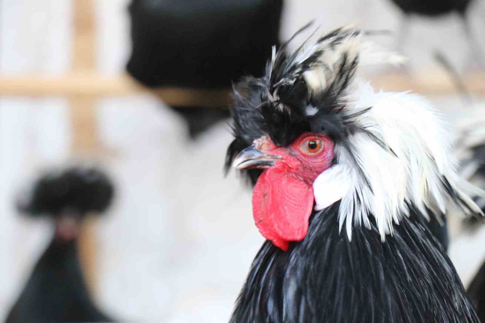 Mermer Fabrikasında Egzotik Mesai: Farklı Irklardaki Tavuklar Burada Yetişiyor