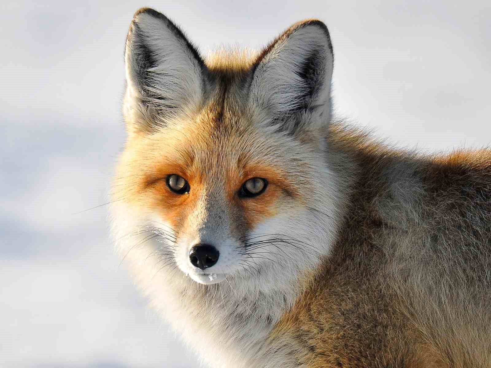 Yaban Hayvanlarının Yerleşim Yerlerine İnmesi Endişelendiriyor