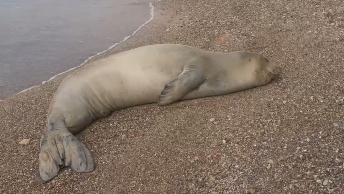 Yunanistan’dan Kaçıp Antalya’da Sahilde Hareketsiz Bulunan Akdeniz Foku Denize Salındı