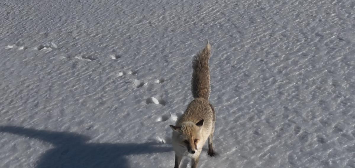 Adilcevaz’da Tilkinin Dron ile İmtihanı