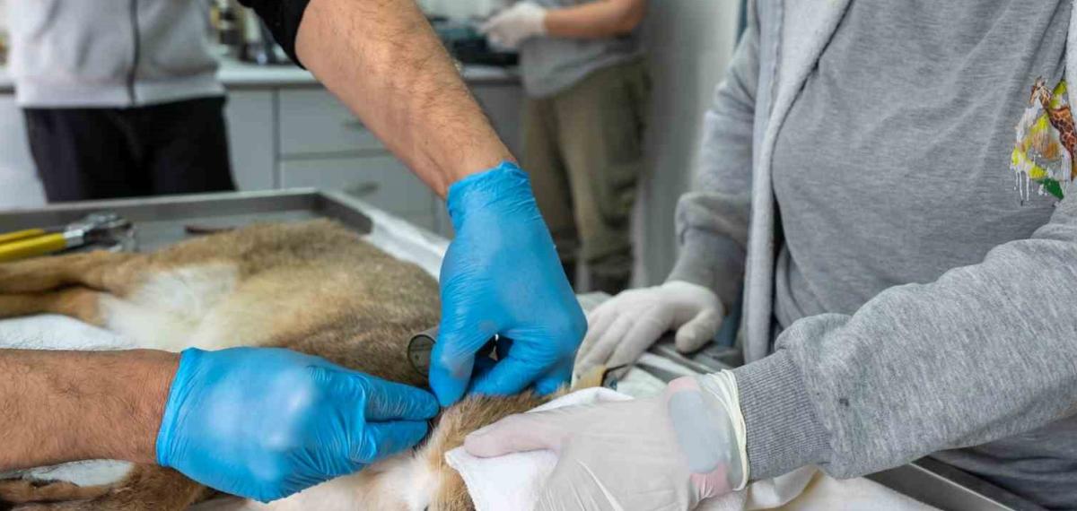 Ağır Yaralı Bulunan Saz Kedisi, Sağlıklı Şekilde Doğaya Salındı