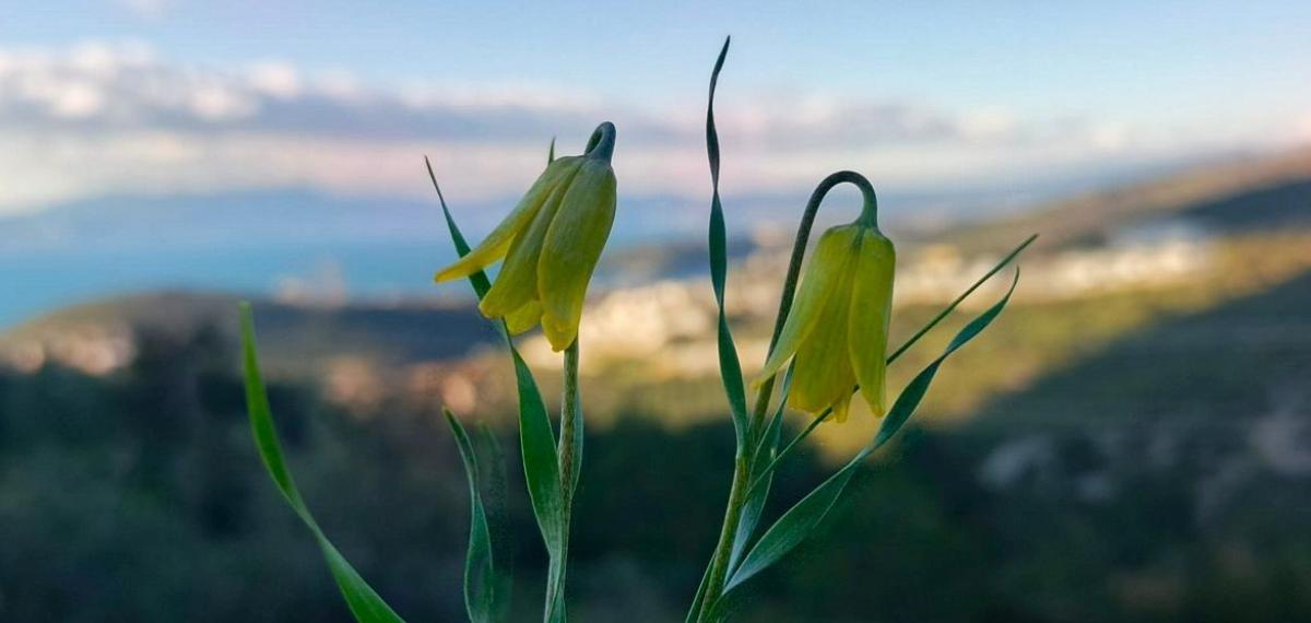 Ağlayan Gelinler Çiçek Açtı