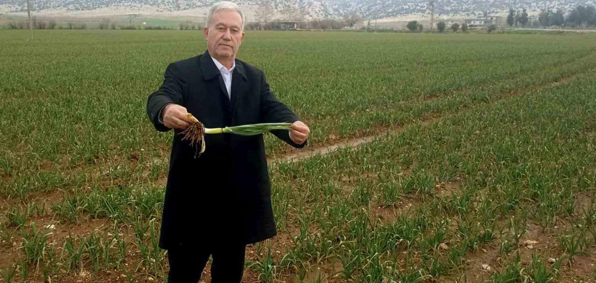 Altun, “Yağışlar AB Tescilli Araban Sarımsağının Kalite ve Rekolteyi Arttıracak”