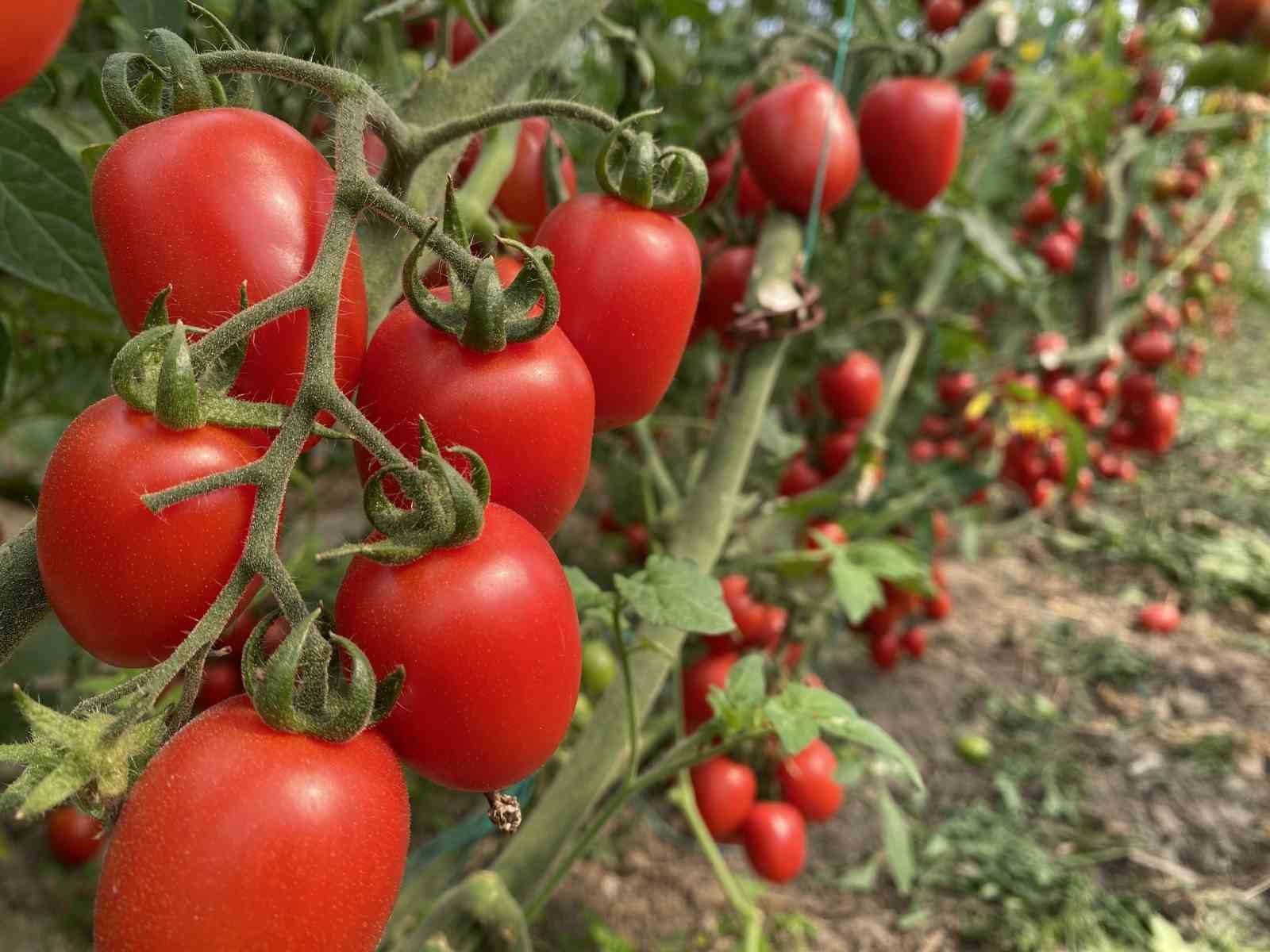 Antalya Ticaret Borsası, Ocak Ayı Hal Endeksini Açıkladı
