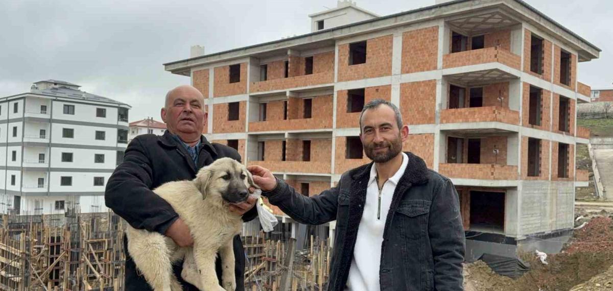 Baba Oğul, Çatıda Ölümün Eşiğindeki Yavru Köpeği Kurtardı