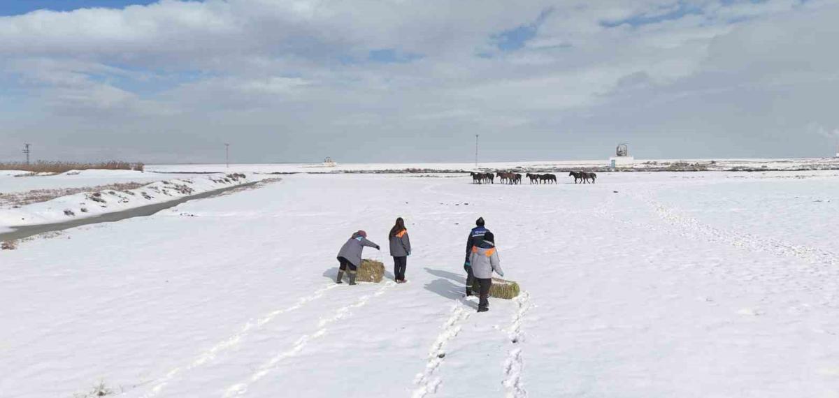 Büyükşehirden ‘Dilsiz Dostlara’ Merhamet Eli: Soğuk Günlerde Sıcak Bir Dokunuş